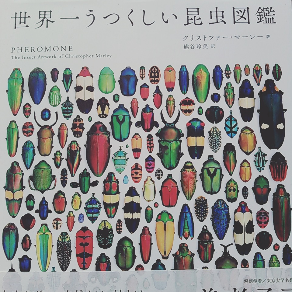 世界一美しい昆虫図鑑